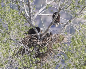 8x10-Bald-Eagles.jpg