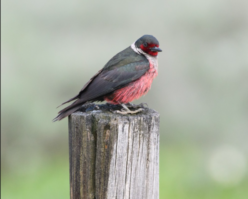 8x10-Lewiss-Woodpecker-2-300x199-1.png