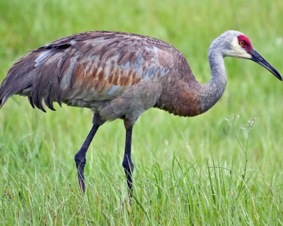 8x10-sandhill-crane-1024x767-1.jpg